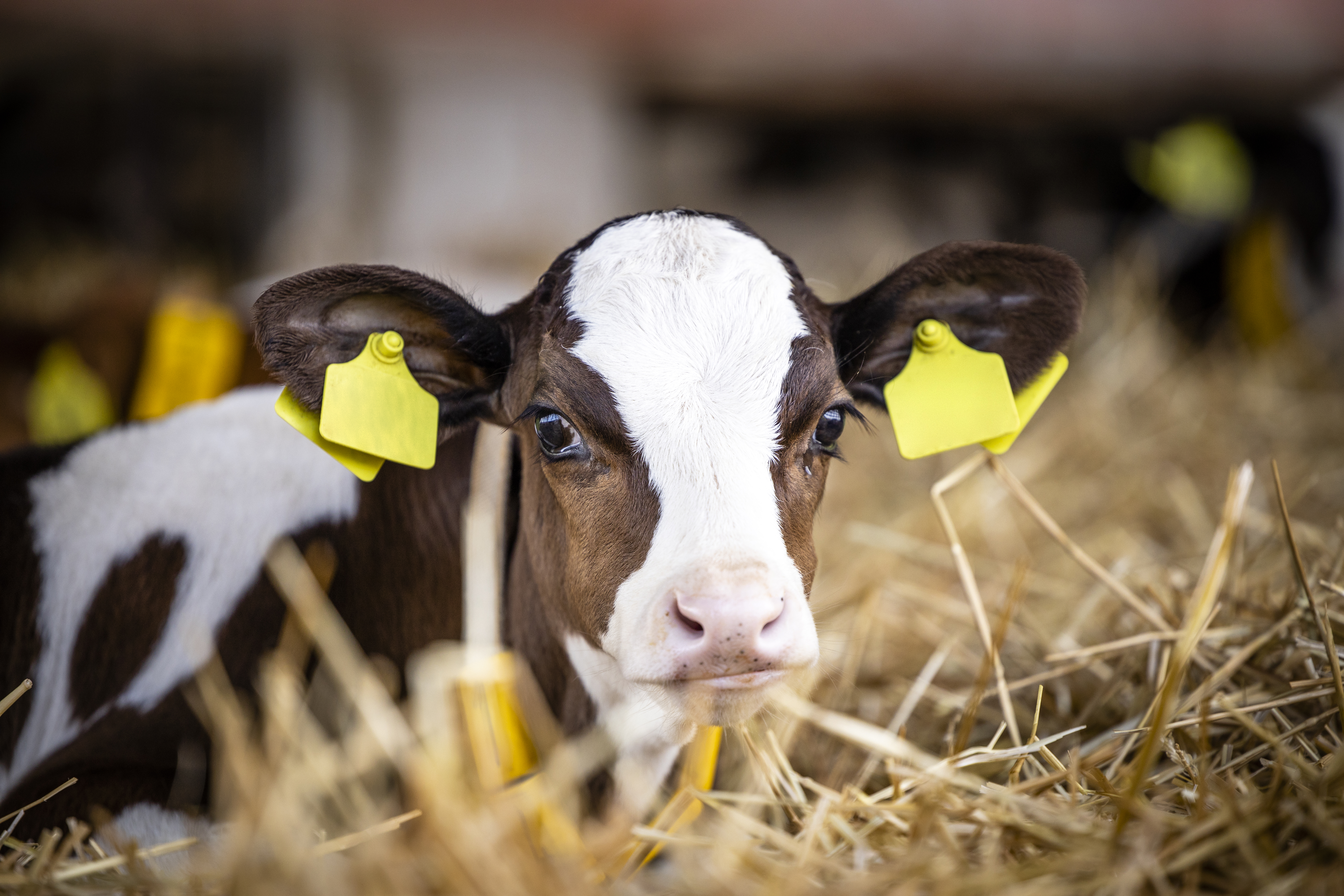 Young calf in a farm field